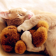Illustration for article titled 10 Photos Of Animals With Stuffed Animals